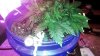 IMAG0866.jpg