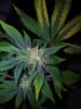 Kinky Cheese Seeded Bud (1).jpg