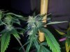 Kinky Cheese Seeded Bud (2).jpg