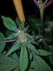 Kinky Cheese Seeded Bud (3).jpg