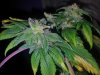 KAndy Kush clone 1 seeded buds  (1).jpg