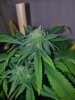 kandy kush clone 2 seeded buds  (1).jpg