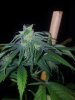 kandy kush clone 2 seeded buds  (2).jpg