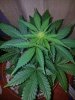 Chemdogging 2 (1).jpg