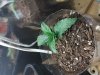 Blue Mystic Day5.jpg