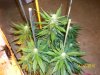 day51f.jpg