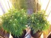 day51g.jpg