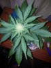 Chemdogging Female 1 Day 49 (1).jpg