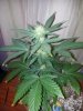 Chemdogging Female 1 Day 49 (2).jpg