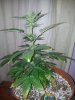 Chemdogging Female 1 Day 49 (3).jpg
