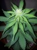 Chemdogging Female 2 Day 49 (1).jpg