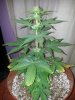 Chemdogging Female 2 Day 49 (2).jpg