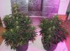 Northern Lights at 6 weeks.jpg