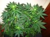d47 mango's 009.jpg