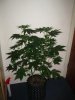 d47 mango's 011.jpg