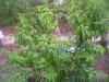 100_5252.jpg