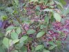 100_5267.jpg