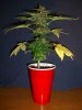 PJ1_1-25-12 PCC.JPG
