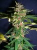 PJ3_1-25-12 PCC.JPG