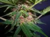 PJ5_1-25-12 PCC.JPG
