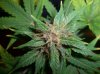 PJ6_1-25-12 PCC.JPG