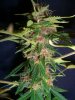 PJ8_1-25-12 PCC.JPG