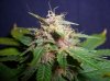 PJ9_1-25-12 PCC.JPG