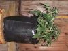 DSCF6549.jpg