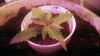 Sour bubbly day 11.jpg