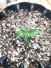 Day 10 Ultra Lemon haze.jpg