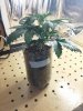 Day 17 Blue Mystic.jpg