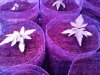 20150423_072647.jpg 20150423_072647.jpg