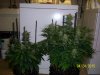 day63f.jpg
