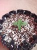 Ultra Lemon Haze Day 13.jpg