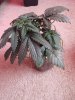 Blue Mystic Day 20.jpg