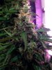 budmeup.jpg