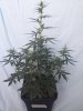 PinkGrapefruit Day 31.jpg PinkGrapefruit Day 31.jpg