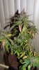 Optimized-P1000946.JPG