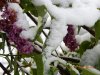 DSCN3411.JPG