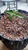Alien x Triangle Kush Vegi Day 11.jpg