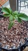 Deep Blue C Vegi Day 16.jpg