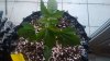 Deep Blue C LST (1).jpg