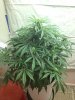 AlienxTriangle11a.jpg