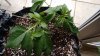 Deep Blue C (Leaf Cuttet) (1).jpg