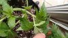 Deep Blue C (Leaf Cuttet) (2).jpg