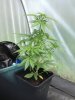Poly Plant 1.jpg