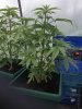 poly plant 2.jpg