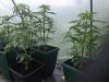 poly plant 3.jpg