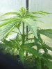 poly plant 4.jpg