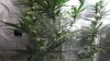 DSCF0477.JPG
